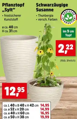 Thomas Philipps Pflanztopf sylt Angebot
