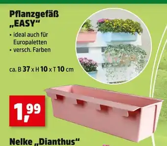 Thomas Philipps Pflanzgefäß easy Angebot