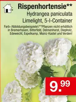 Zimmermann Rispenhortensie Angebot
