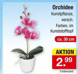 Zimmermann Orchidee Angebot