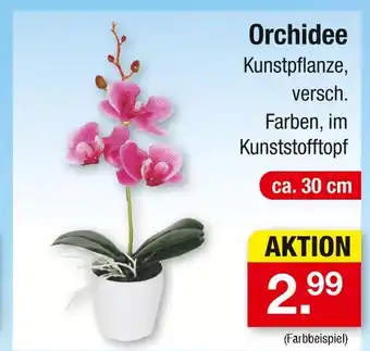 Zimmermann Orchidee Angebot