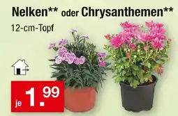 Zimmermann Nelken Angebot