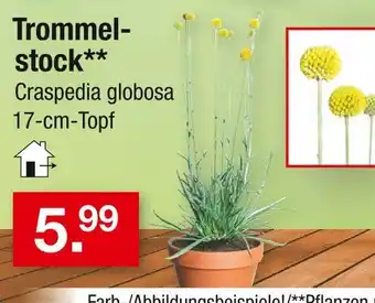 Zimmermann Trommelstock Angebot