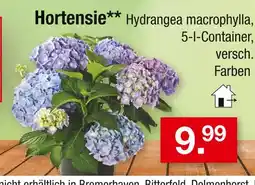 Zimmermann Hortensie Angebot