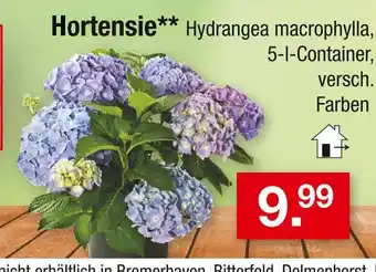 Zimmermann Hortensie Angebot