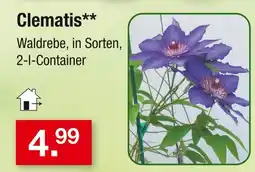 Zimmermann Clematis Angebot