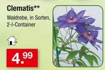 Zimmermann Clematis Angebot