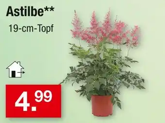 Zimmermann Astilbe Angebot