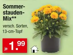 Zimmermann Sommerstauden-mix Angebot