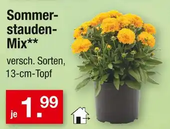 Zimmermann Sommerstauden-mix Angebot