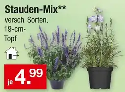 Zimmermann Stauden-mix Angebot