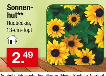 Zimmermann Sonnenhut rudbeckia Angebot