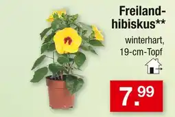 Zimmermann Freilandhibiskus Angebot