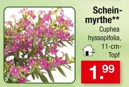 Zimmermann Scheinmyrthe Angebot