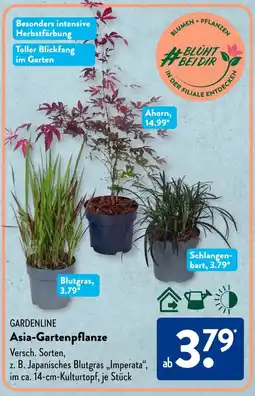 Aldi Süd GARDENLINE Asia-Gartenpflanze Angebot