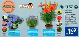 Aldi Süd GARDENLINE Hortensie, Lavendel oder Sommerblume Angebot