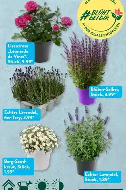 Aldi Süd Gardenline Rose Angebot