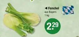 V Markt Fenchel Angebot