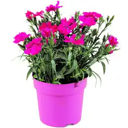 toom Baumarkt toom Staude verschiedene Sorten im bunten Topf Ø 15 cm Angebot