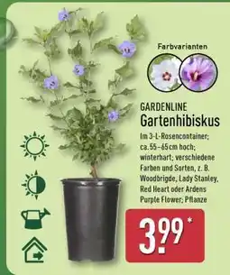 Aldi Nord Gartenhibiskus Angebot