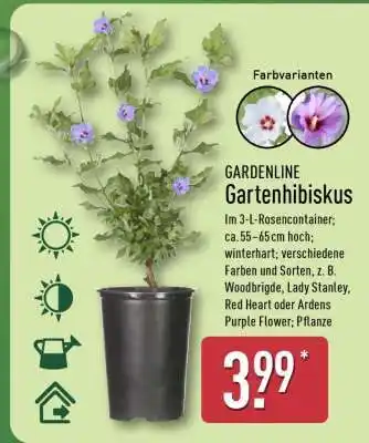 Aldi Nord Gartenhibiskus Angebot