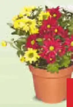 Netto Marken-Discount Dreifarbiger Chrysanthemen-Busch Angebot