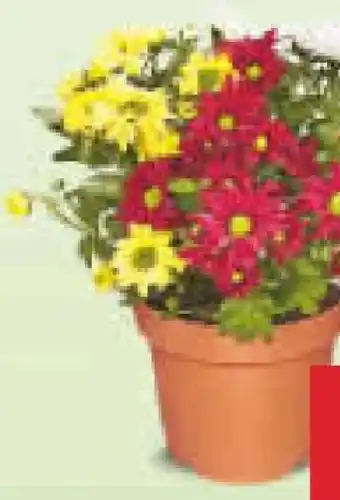 Netto Marken-Discount Dreifarbiger Chrysanthemen-Busch Angebot