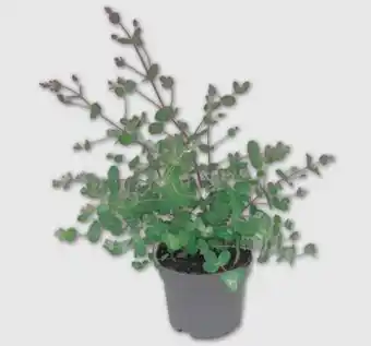 PENNY Eukalyptus Angebot