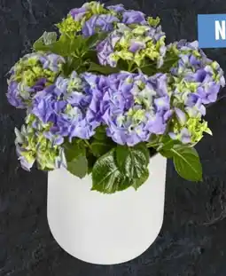 Edeka Freiland-Hortensie Angebot