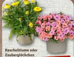 nahkauf Zauberglöckchen duo Angebot