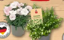 REWE Center Rewe Beste Wahl Scheinmyrthe Angebot
