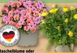 REWE Center Zauberglöckchen duo Angebot