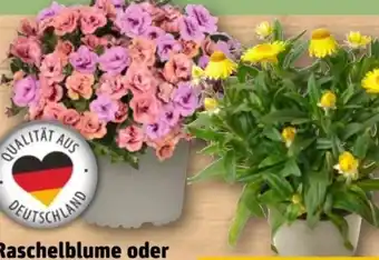 REWE Center Zauberglöckchen duo Angebot