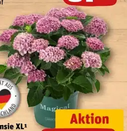 REWE Center Hortensien XL Angebot