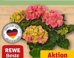 REWE Center Rewe Beste Wahl Hortensien Angebot