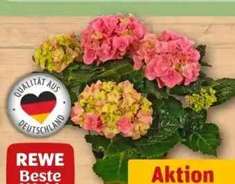 REWE Center Rewe Beste Wahl Hortensien Angebot