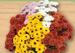 REWE Chrysanthemen Santini Angebot