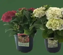 E-Center Hortensien Busch Angebot