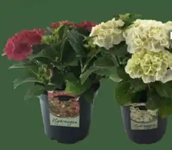 E-Center Hortensien Busch Angebot