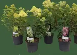 E-Center Rispen-Hortensie Angebot