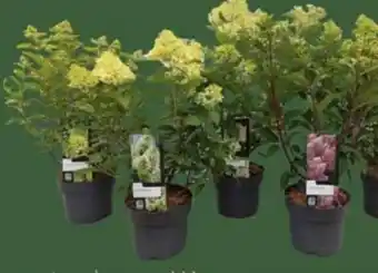 E-Center Rispen-Hortensie Angebot
