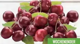 E-Center Kirschen Angebot