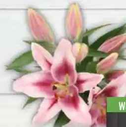 E-Center Orientalische Lilien Angebot