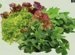 Edeka Xpress Edeka Bio Rucola Angebot