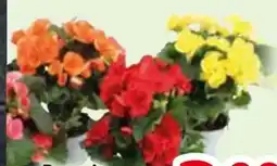 Edeka Begonie dolce Amore Angebot