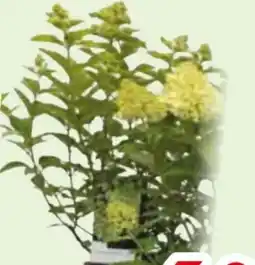 Edeka Rispen-Hortensie Angebot
