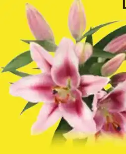 Edeka Lilien Oriental XXL Angebot