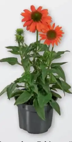 tegut Echinacea Sonnenhut Angebot