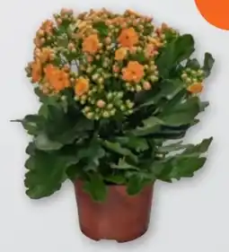 tegut Kalanchoe Flammendes Käthchen Angebot