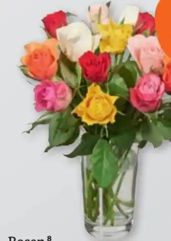 tegut Rosen Angebot